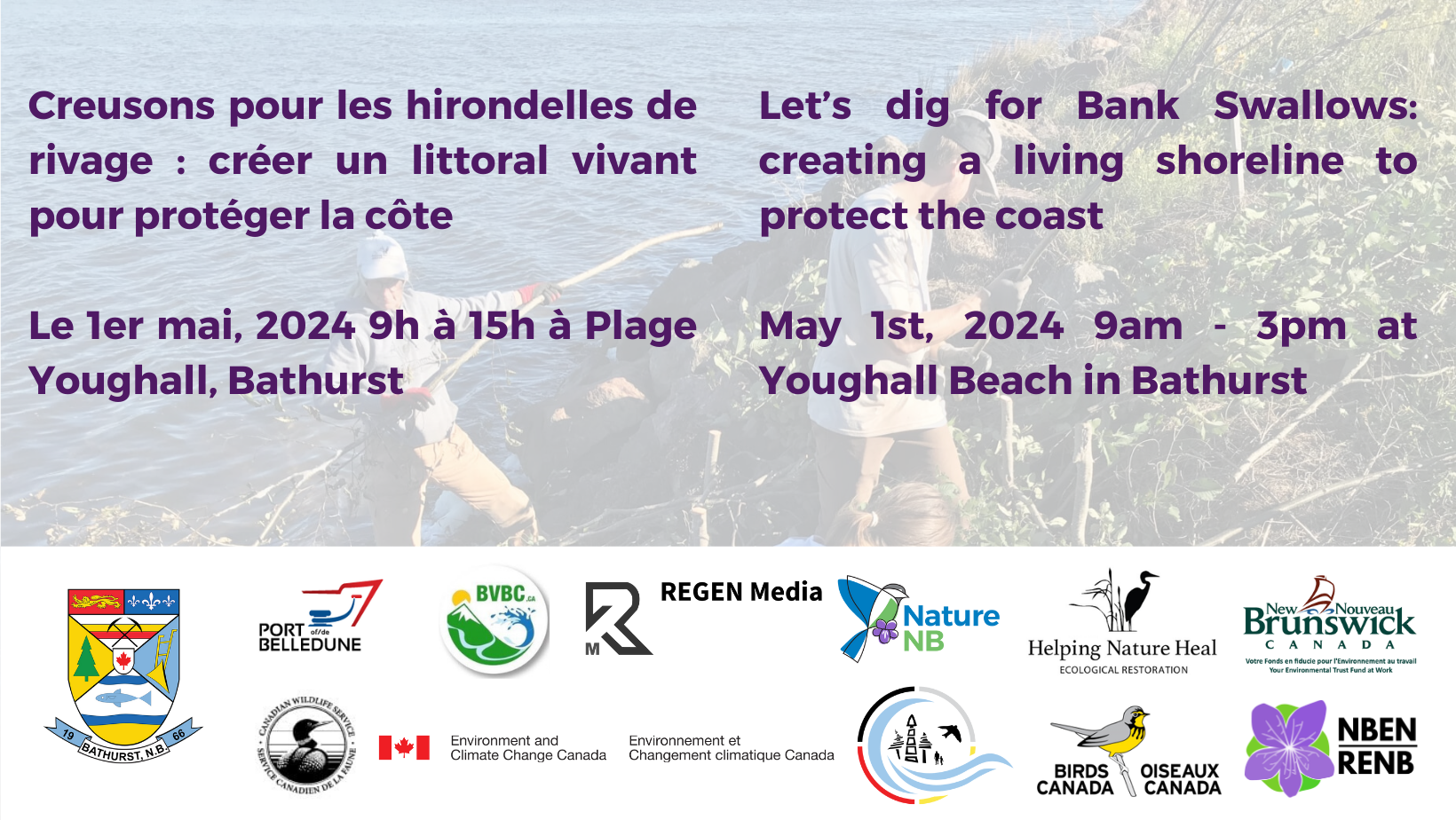 Creusons pour les hirondelles de rivage : créer un littoral vivant pour protéger la côte