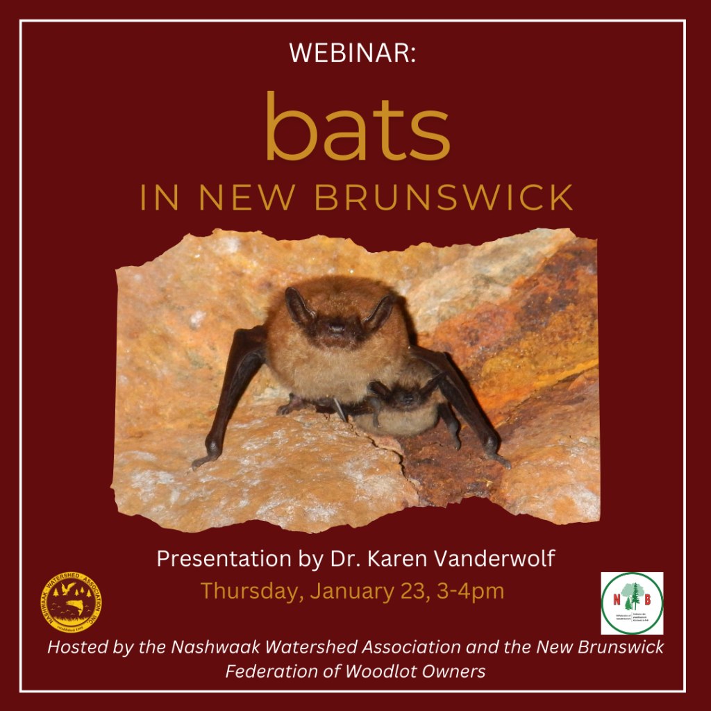 Bats in New Brunswick