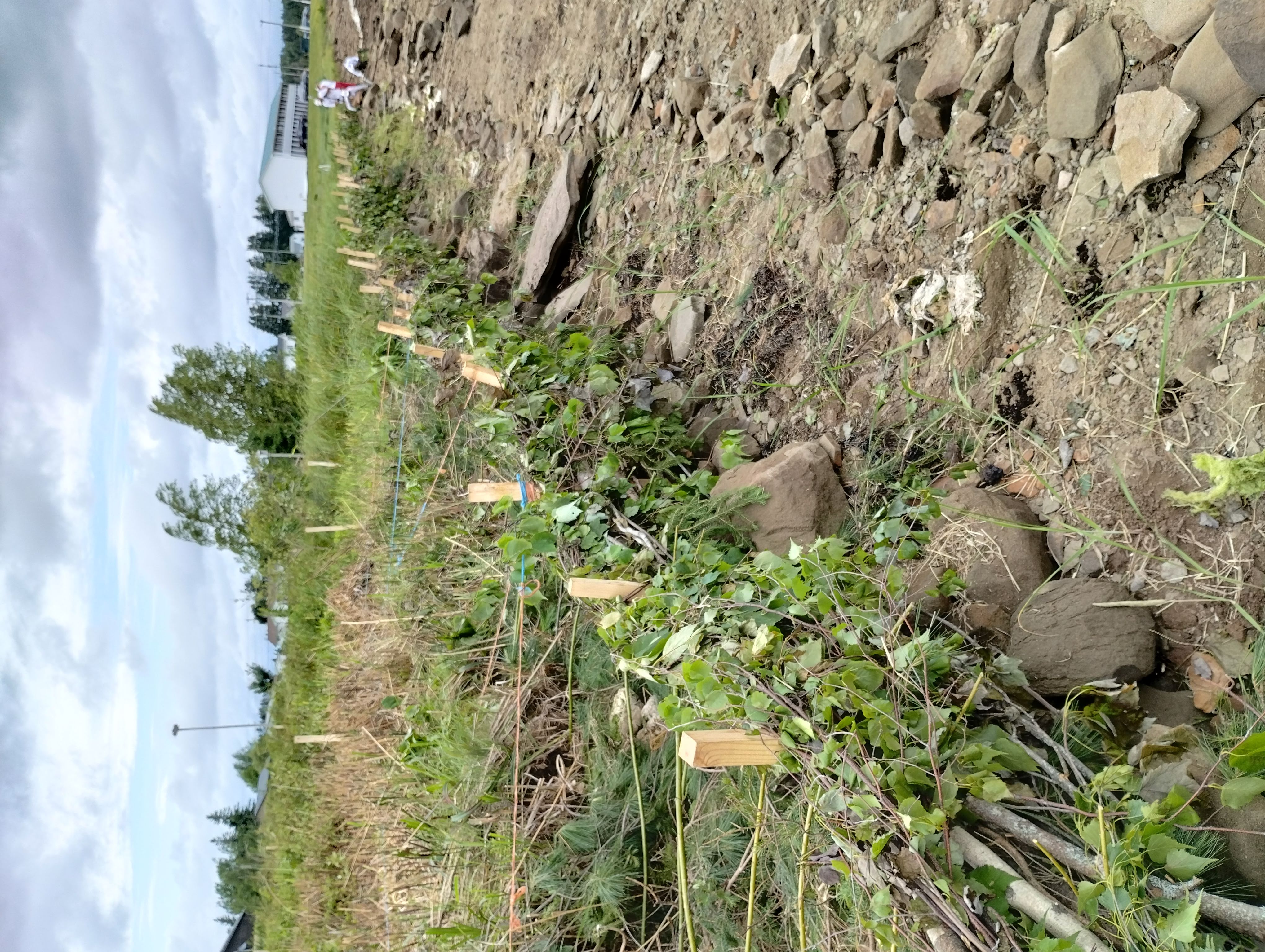 Atelier pratique : La protection de la berge selon l’approche Côtes vivantes