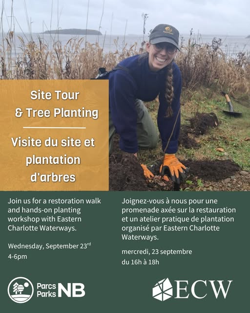 Visite guidée et plantation du littoral vivant à la plage New River