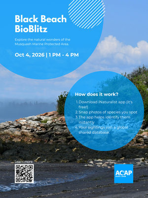 Black Beach BioBlitz