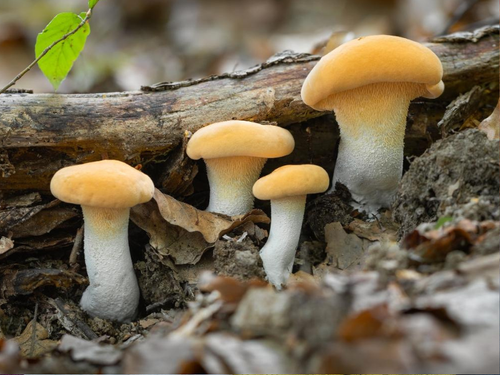 Mushroom Photography