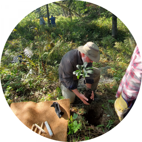 Bur Oak Planting Event In Maugerville