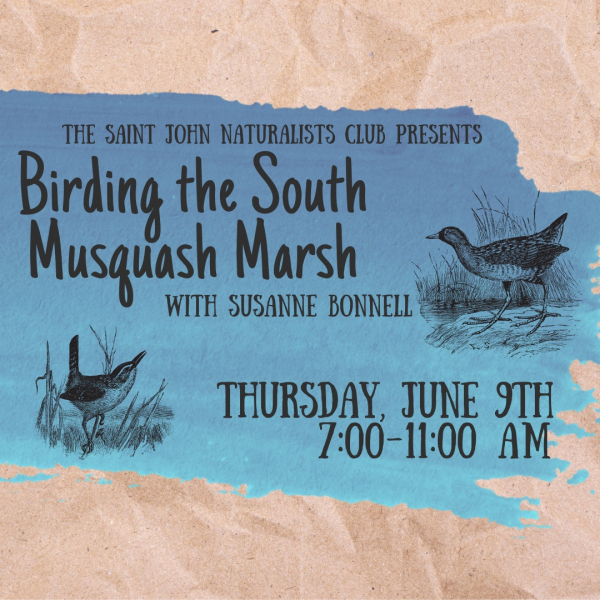 Birding the South Musquash Marsh