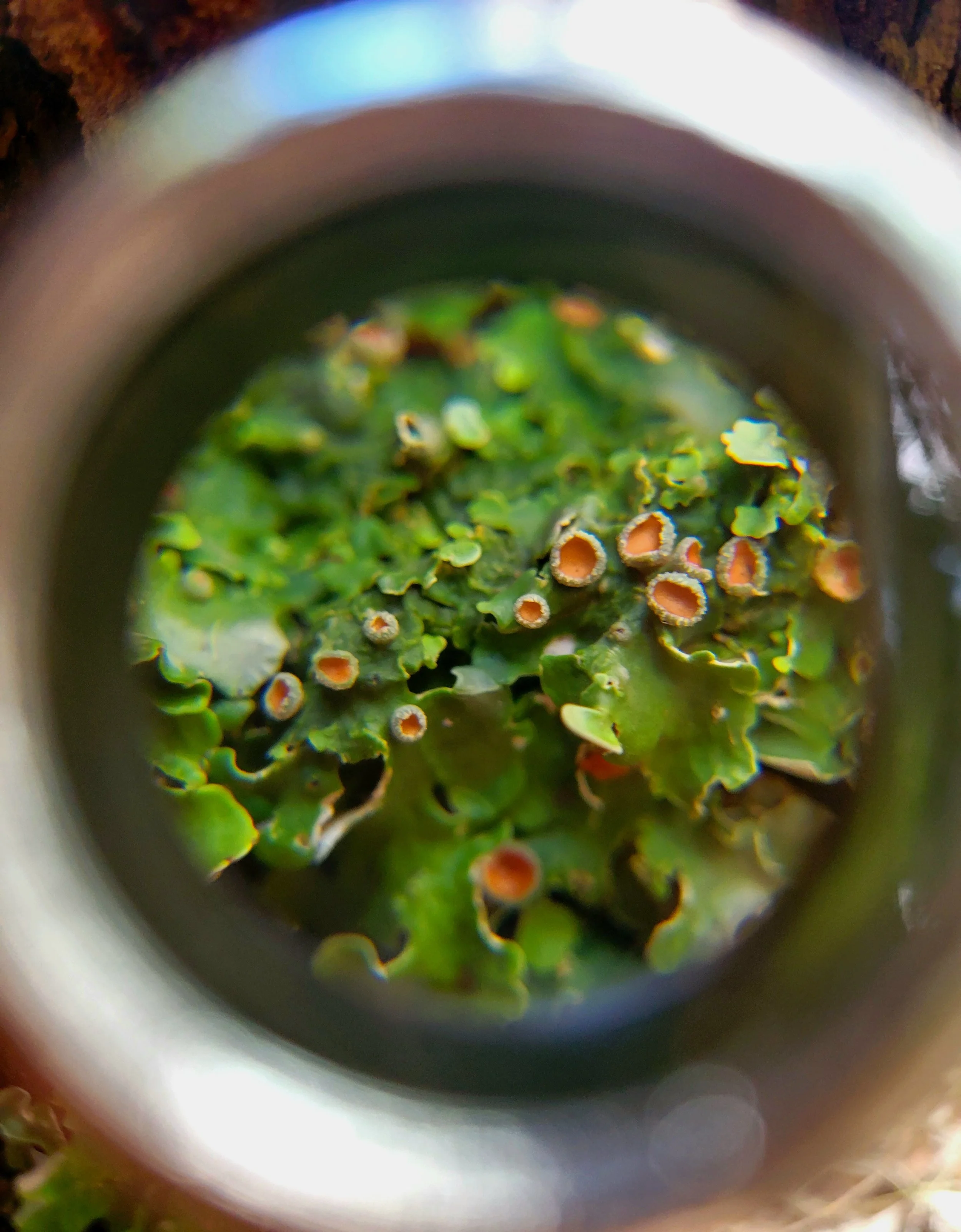 Expérience d'apprentissage sur les lichens – Réserve naturelle Mount Misery (Après-midi)
