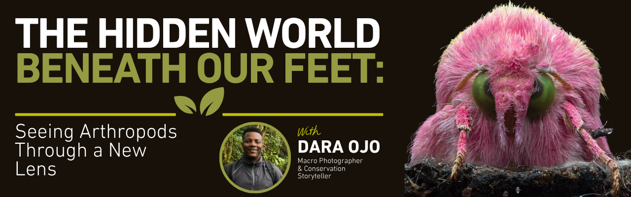The hidden world beneath our feet: Seeing arthropods through a new lens