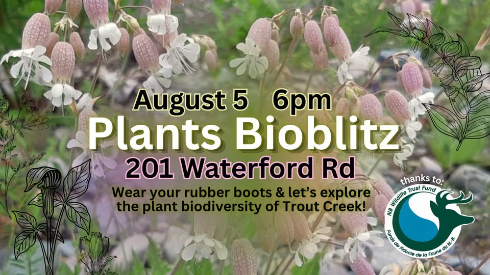 Plants Bioblitz!