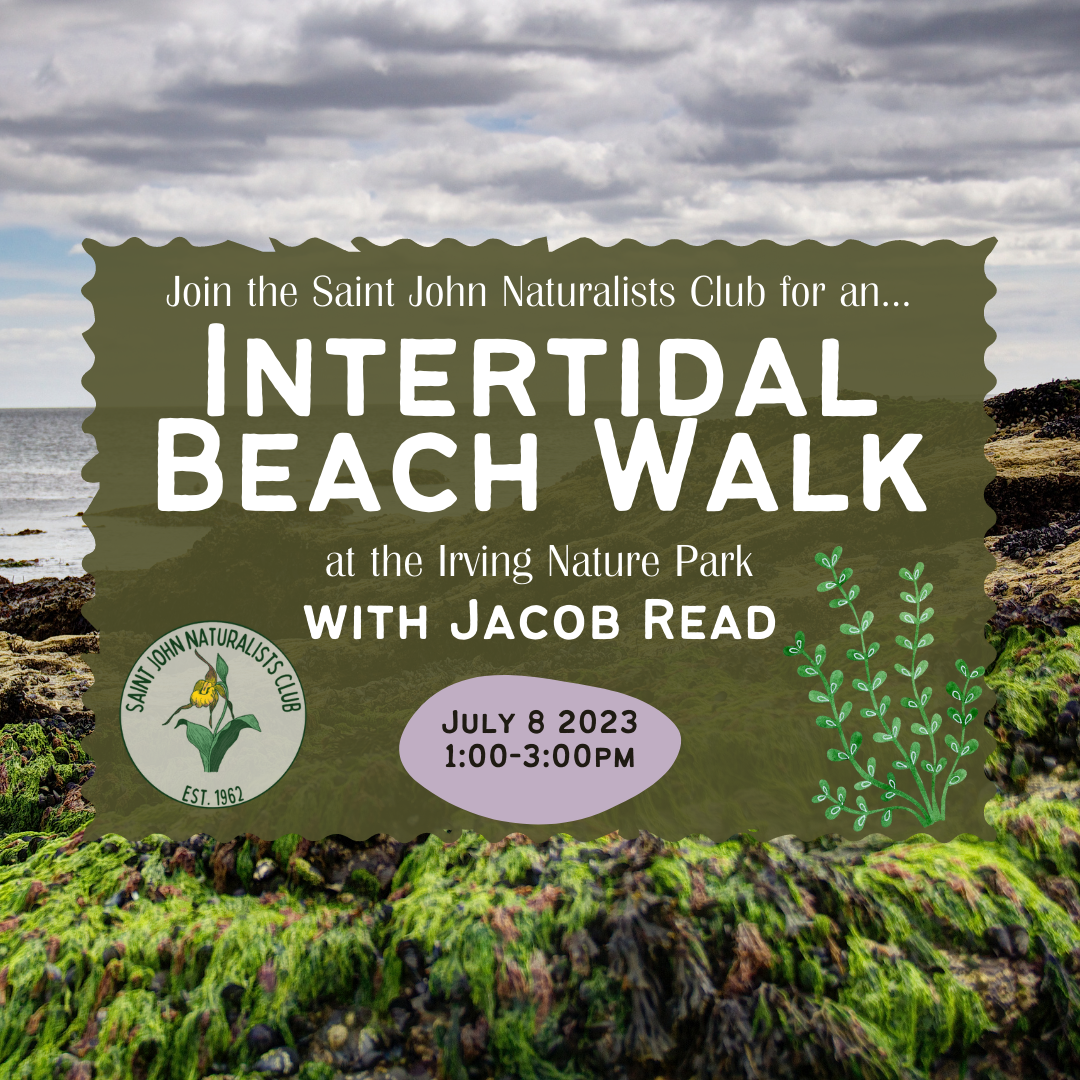 Intertidal Beach Walk with Jacob Read at the Irving Nature Park