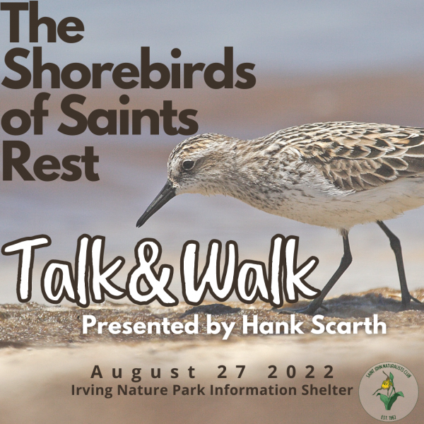 The Shorebirds of Irving Nature Park: Walk &amp; Talk