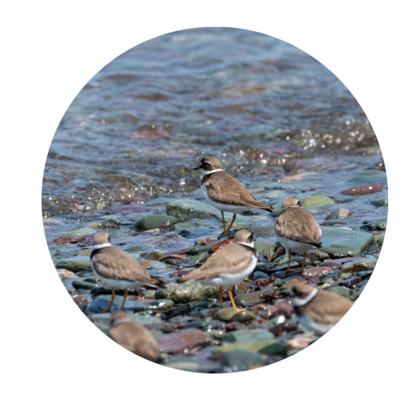 Waterbird Project Webinar