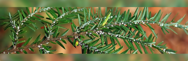 Hemlock Woolly Adelgid Lunch and Learn