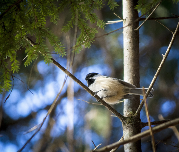 Recensement des oiseaux de Noël avec le Club de la nature de Fredericton