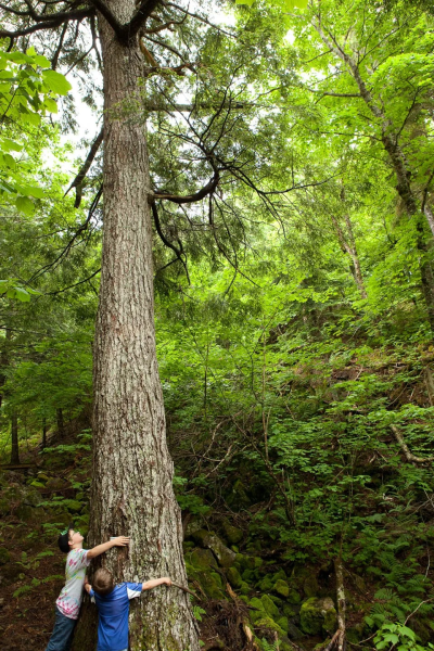 Volunteer Training Day – Mapleton Acadian Forest Nature Preserve