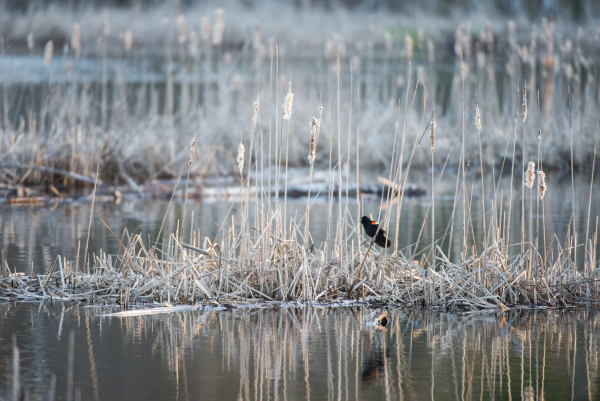 Great Backyard Bird Count at Hyla