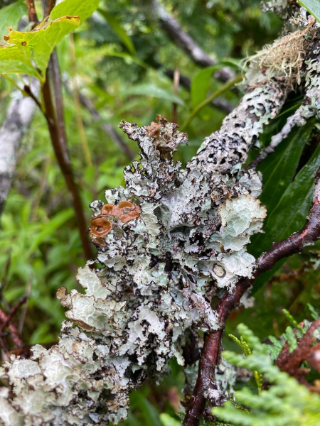 Expérience d'apprentissage sur les lichens – Réserve naturelle Caughey-Taylor