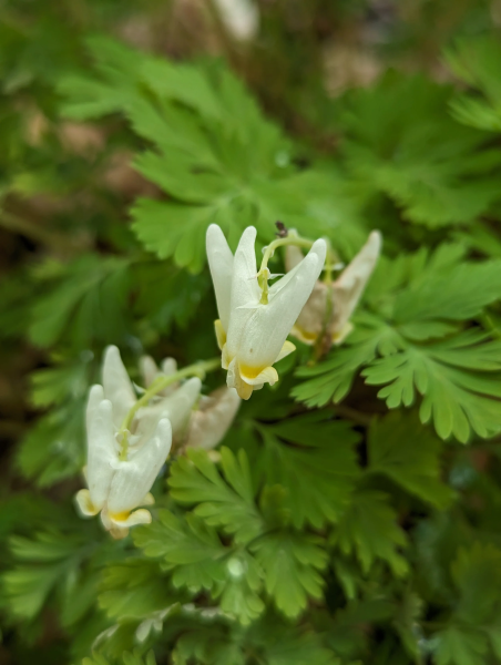 Promenade à la découverte des plantes éphémères