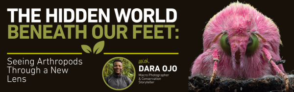 The hidden world beneath our feet: Seeing arthropods through a new lens
