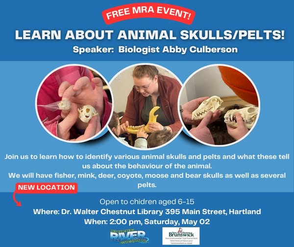 Learn About Animal Skulls/Pelts!