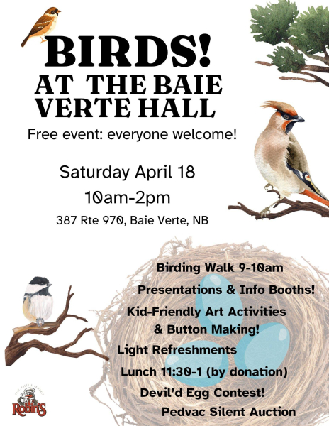 Birds! At the Baie Verte Hall 