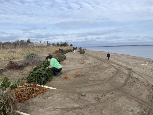 Renforçons nos rivages - Restauration des dunes de la plage de Belliveau