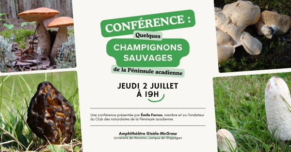 Quelques champignons sauvages de la Péninsule acadienne