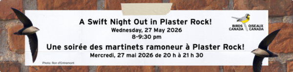 Une soirée des martinets ramoneur à Plaster Rock