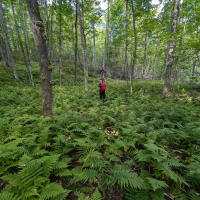 Marche guidée dans la forêt de feuillus des Appalaches