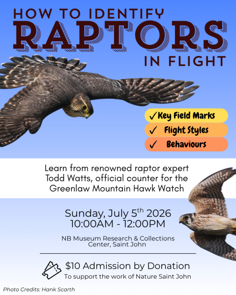 How to Identify Raptors in Flight with Todd Watts