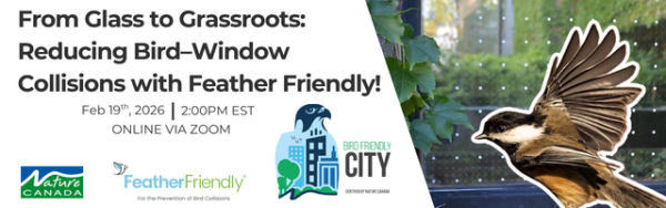 Information Session: Feather Friendly x Bird Friendly City Window Collision Mitigation Projects