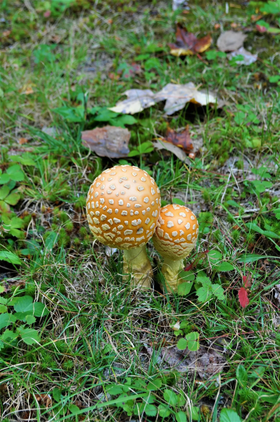 Mushroom Hike