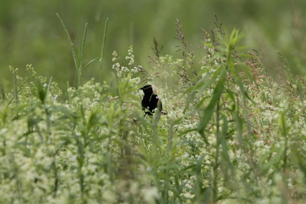 Bobolink Survey