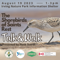 The Shorebirds of Saints Rest: Talk & Walk